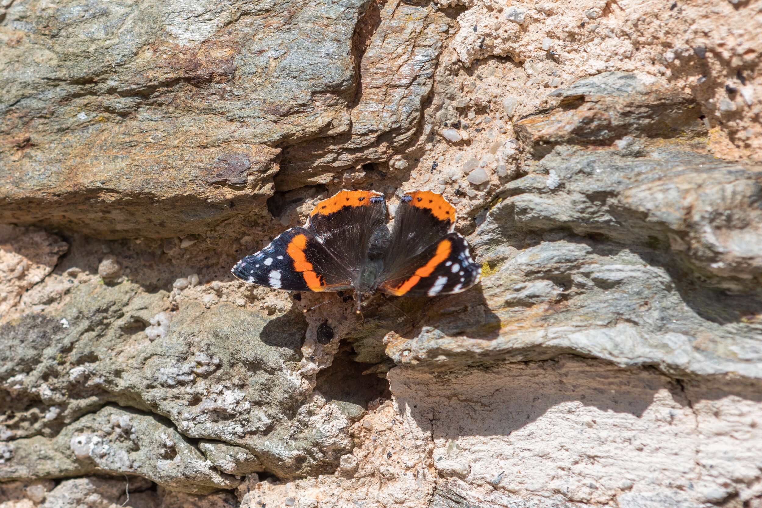 A butterfly on a rocky surface.