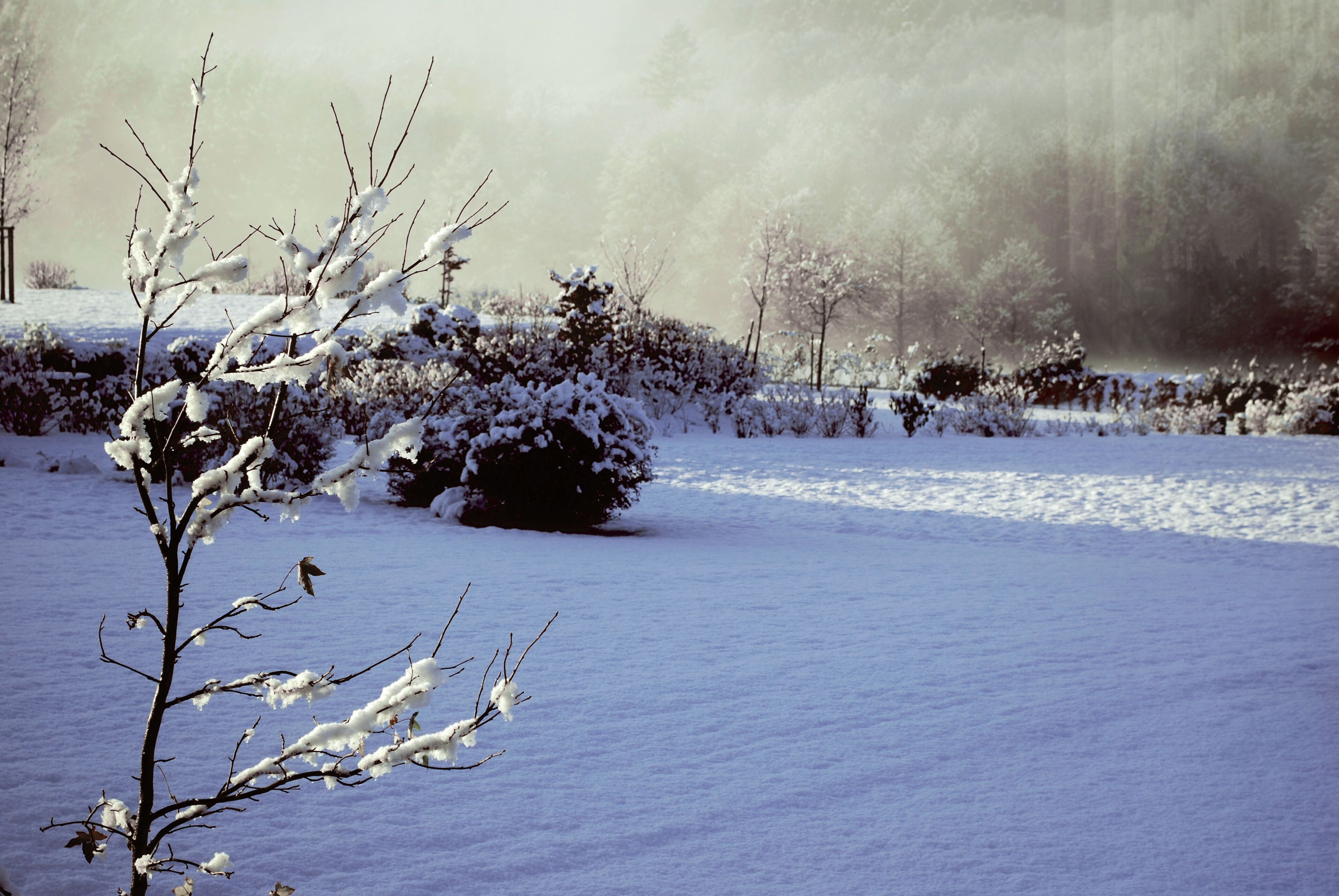 A snow-covered landscape with bare trees and bushes.