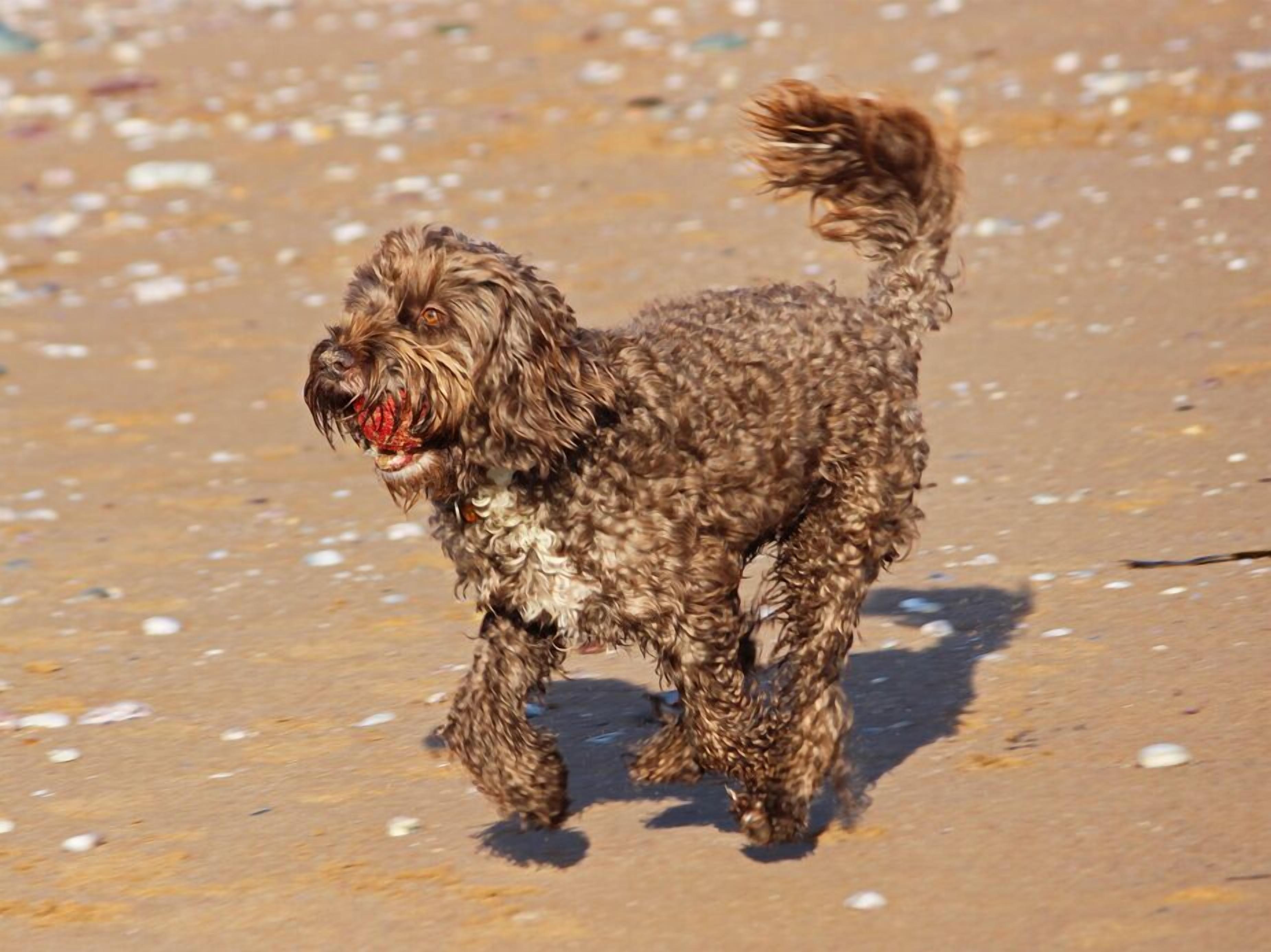 Ein kleiner, lockiger Hund am Sandstrand.