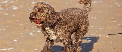 Ein kleiner, lockiger Hund am Sandstrand.