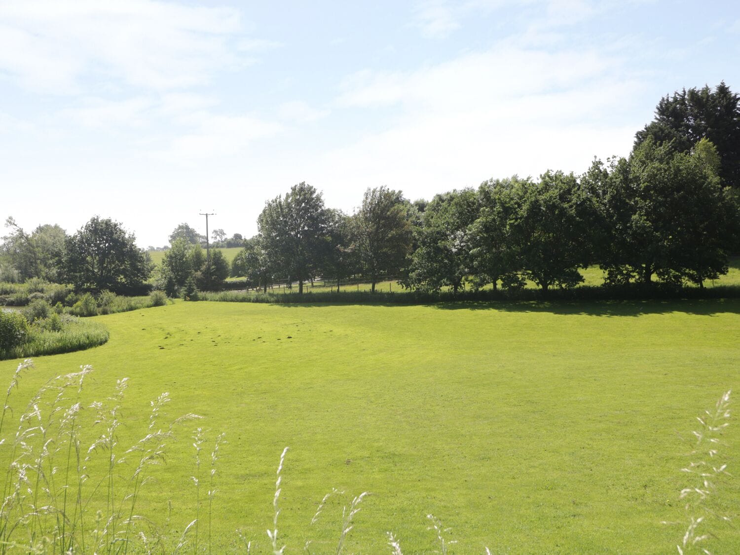 Eine bewaldete Wiese mit einem Zaun im Hintergrund.
