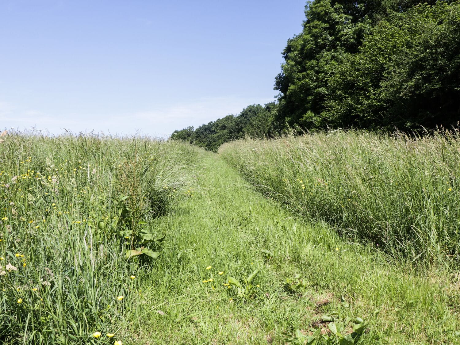 A narrow path through a grassy field with dense trees on one side.