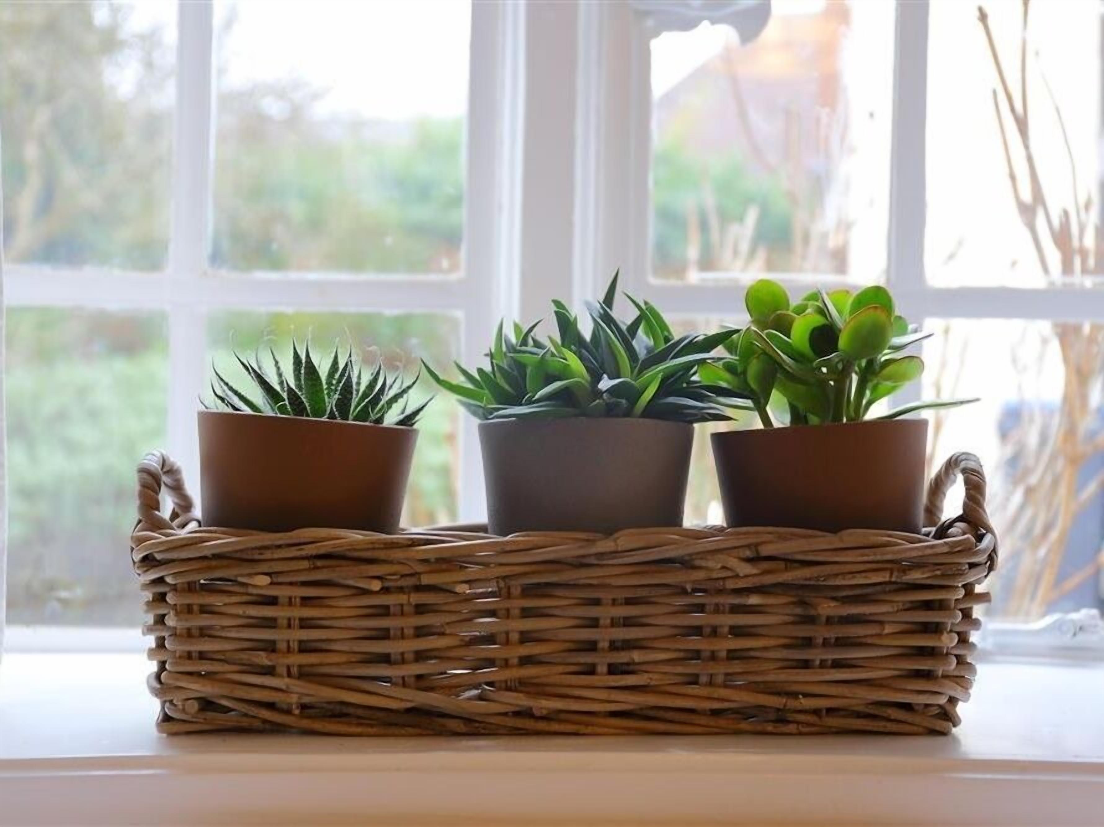 Un panier en osier contenant trois plantes en pot, posé sur un rebord de fenêtre.