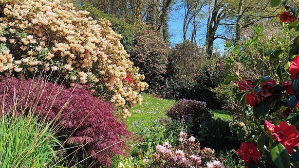 A garden with various flowering plants and trees. - The Patio Flat (Bodmin)