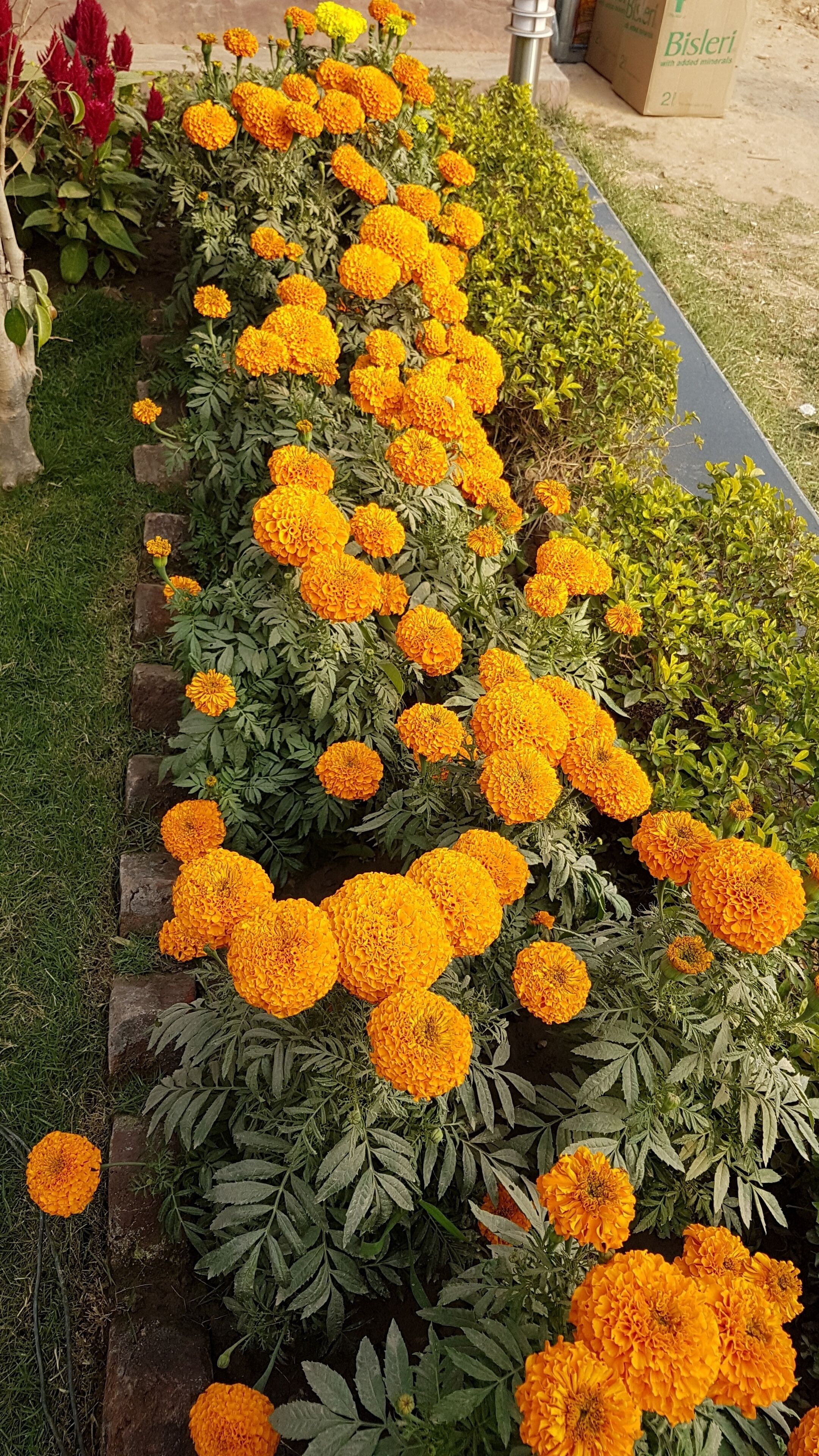 A garden with rows of marigold flowers and a metal structure in the background.