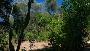 Un jardín con diversas plantas y árboles, incluyendo un cactus destacado.
