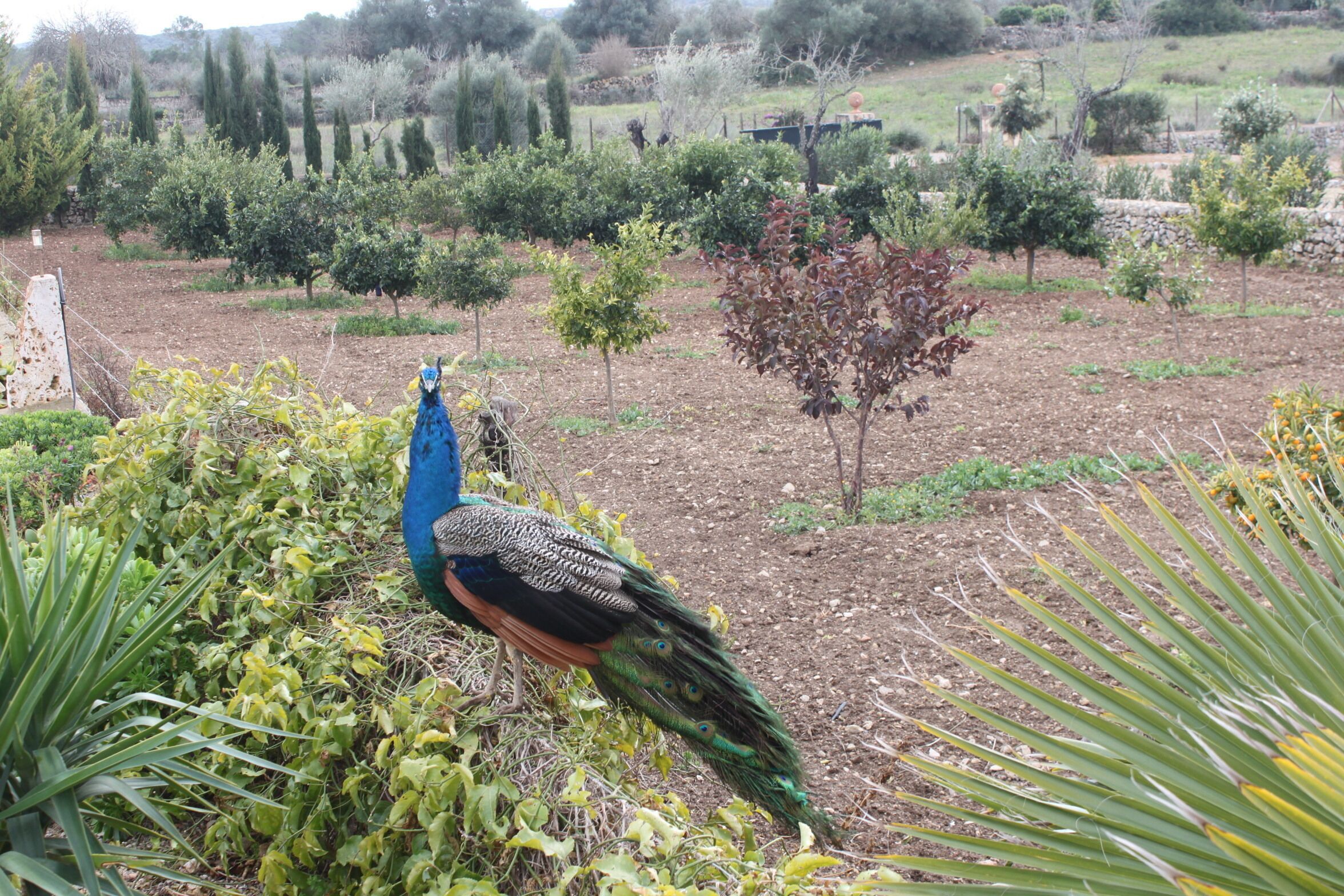 Photo - Agroturisme Es Racó De Maria