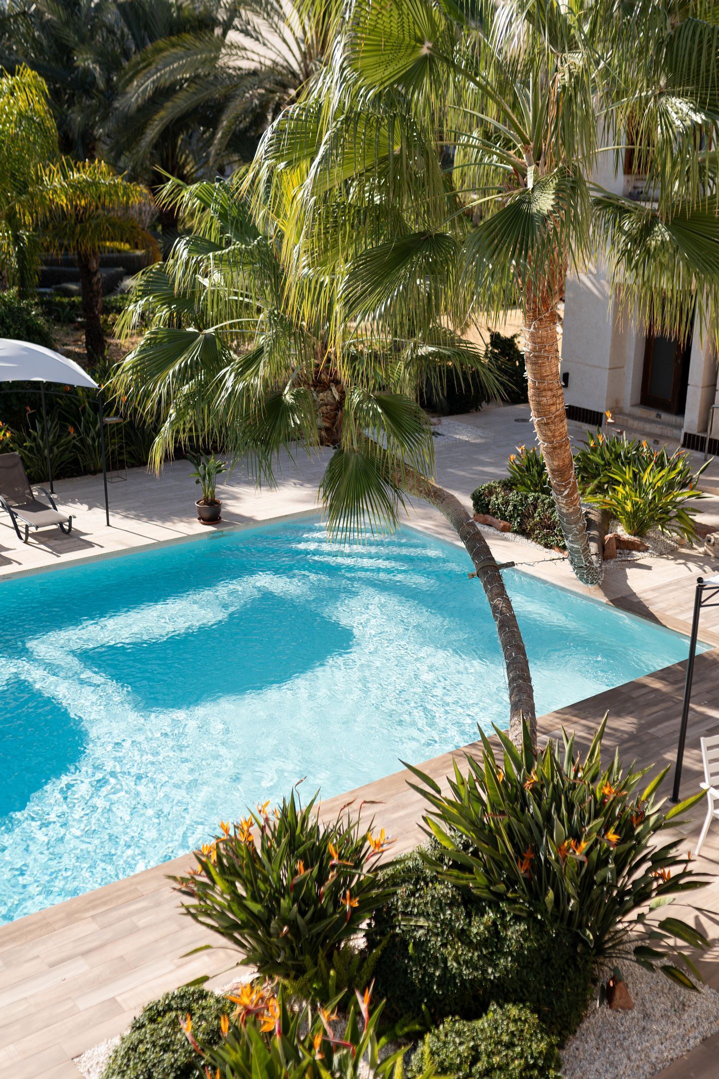 Una piscina rodeada de palmeras y plantas tropicales.