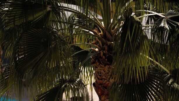 Una piscina con agua cristalina rodeada de palmeras.