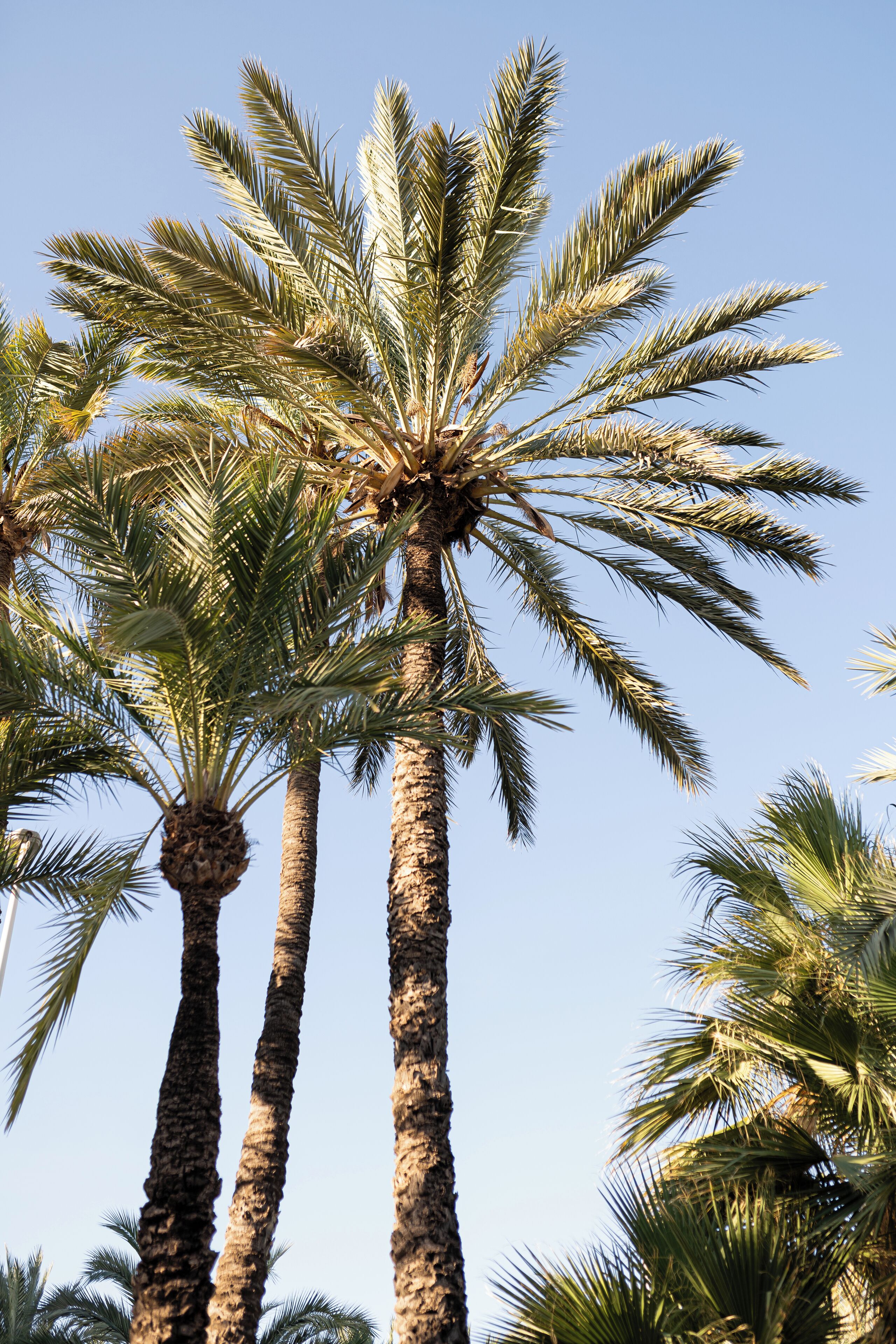 Photo - Hotel Boutique Hort de Nal