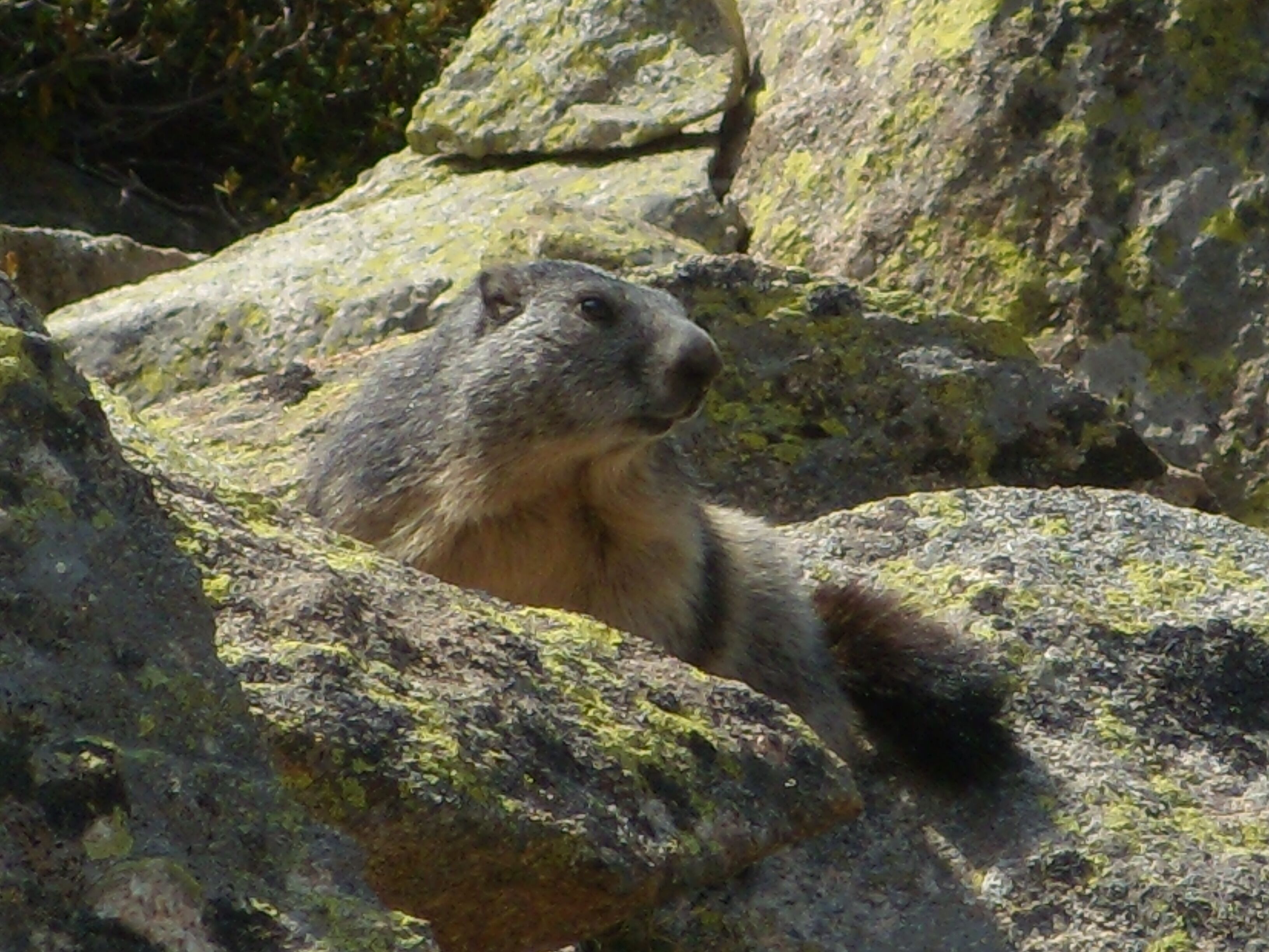 A marmot resting on a rock.