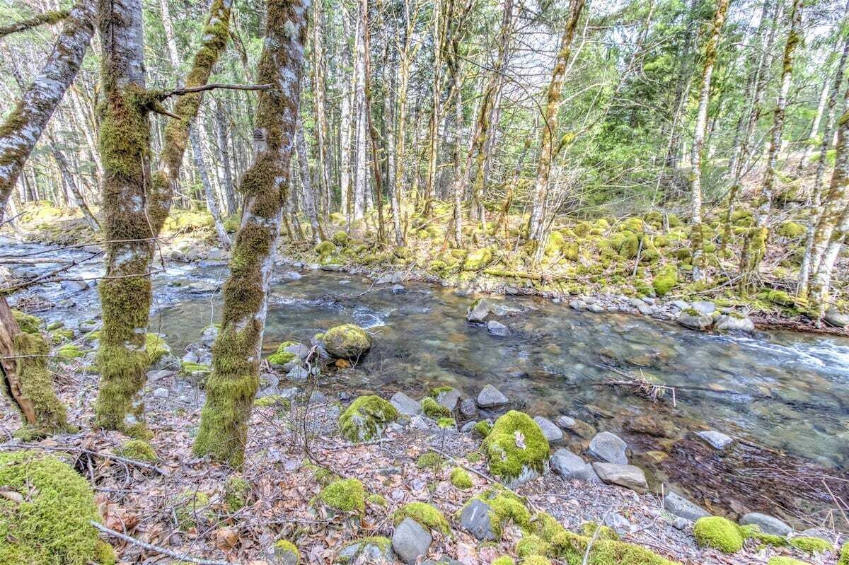 Un arroyo en un bosque, con árboles y rocas cubiertas de musgo.