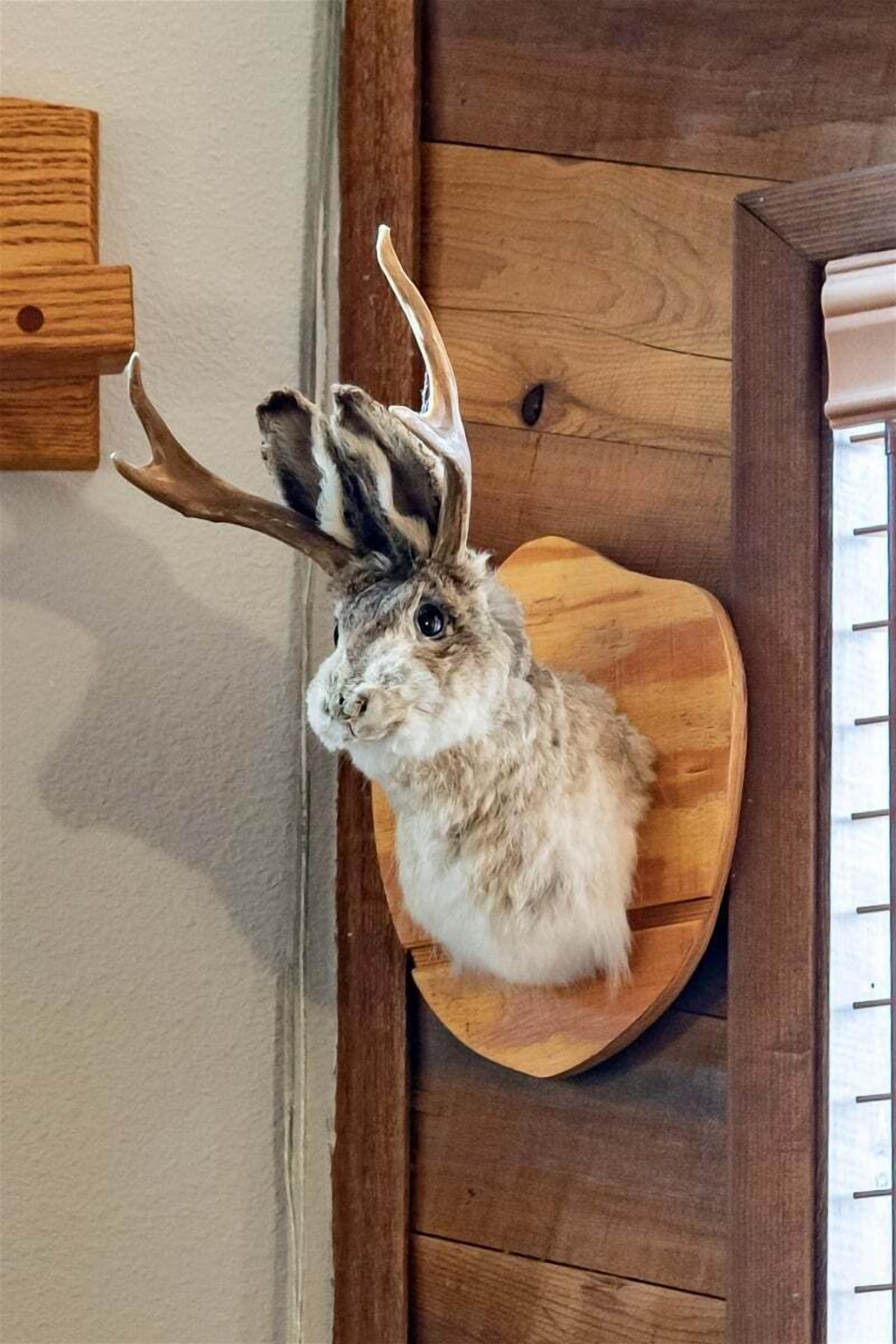 Une tête de lapin empaillée, fixée sur une plaque de bois.