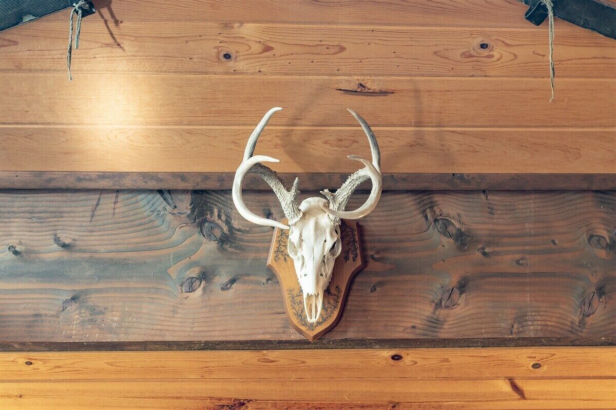 A mounted deer skull on a wooden wall.