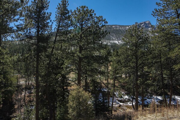A forested area with tall pine trees and a mountain in the background. - Fawn Valley Inn: 102 (Estes Park)