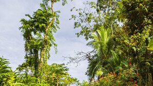 A swimming pool with a curved edge, surrounded by lush greenery and a tiled deck. - El Nido Jungle Lodge (Cahuita)