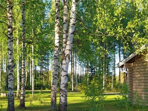 A forest with birch trees and a log cabin.