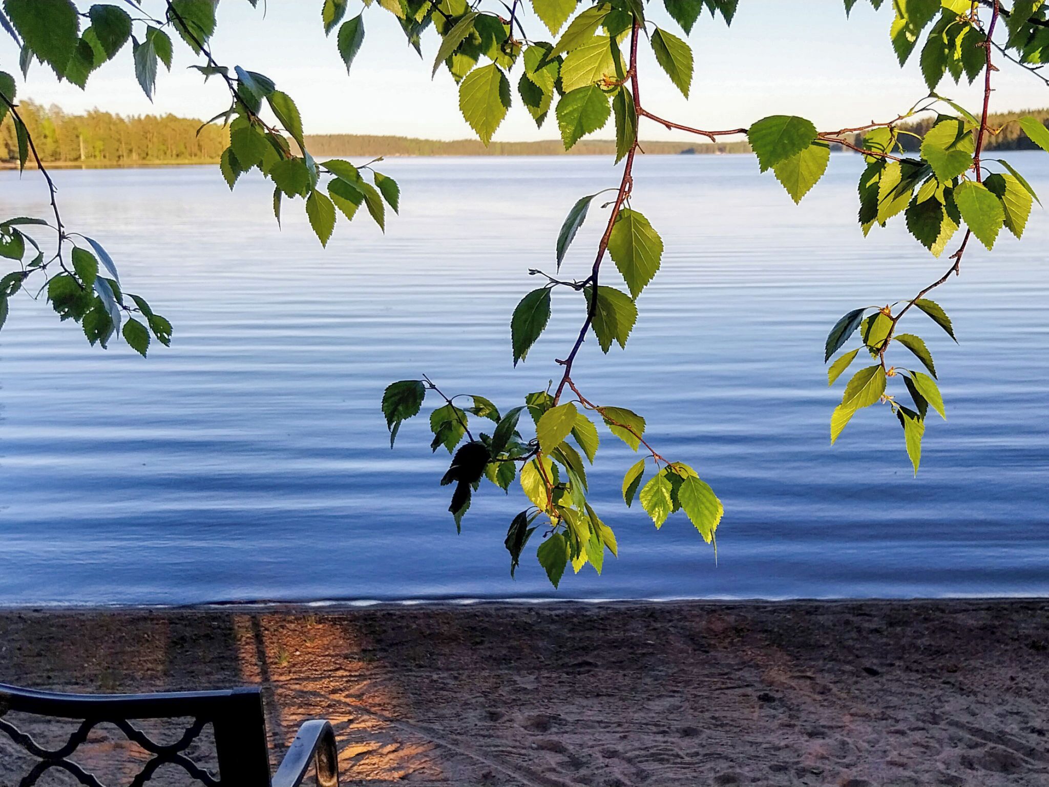 Näkymä järvelle, jossa on penkki ja puun oksa, joka kaartuu veden ylle.