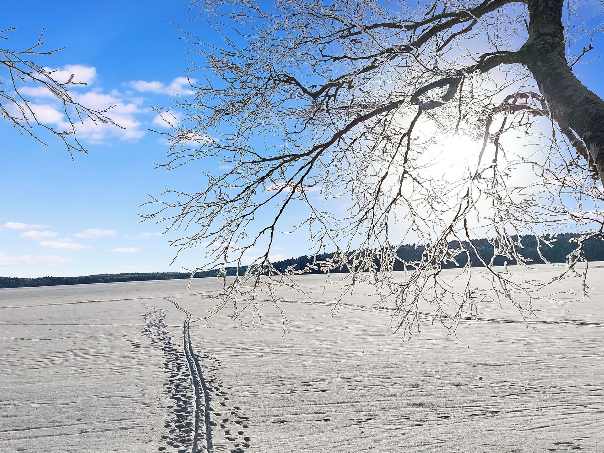 A tree with bare branches over a snow-covered landscape.