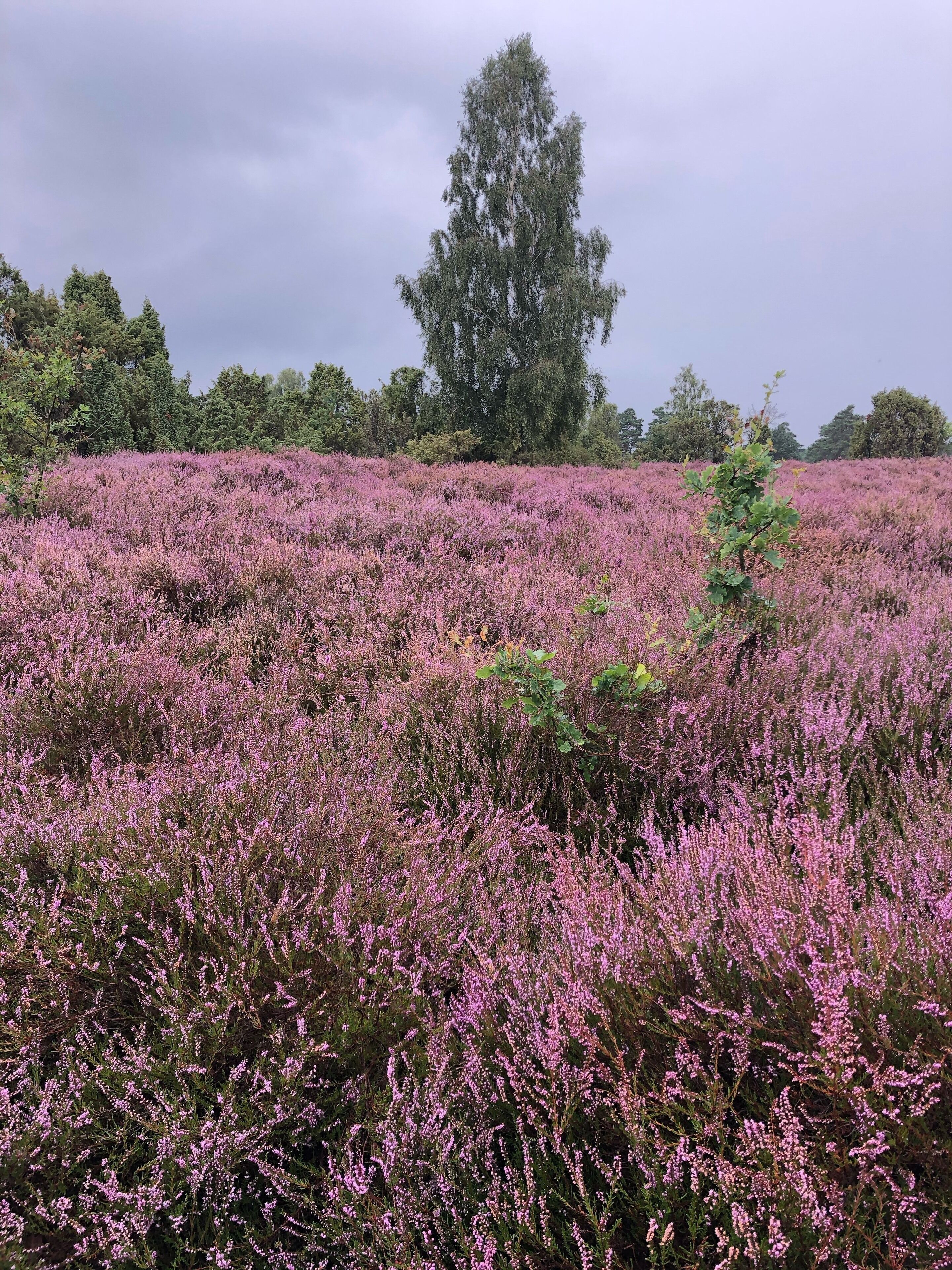 Ein Heidefeld mit einem großen Baum im Hintergrund.