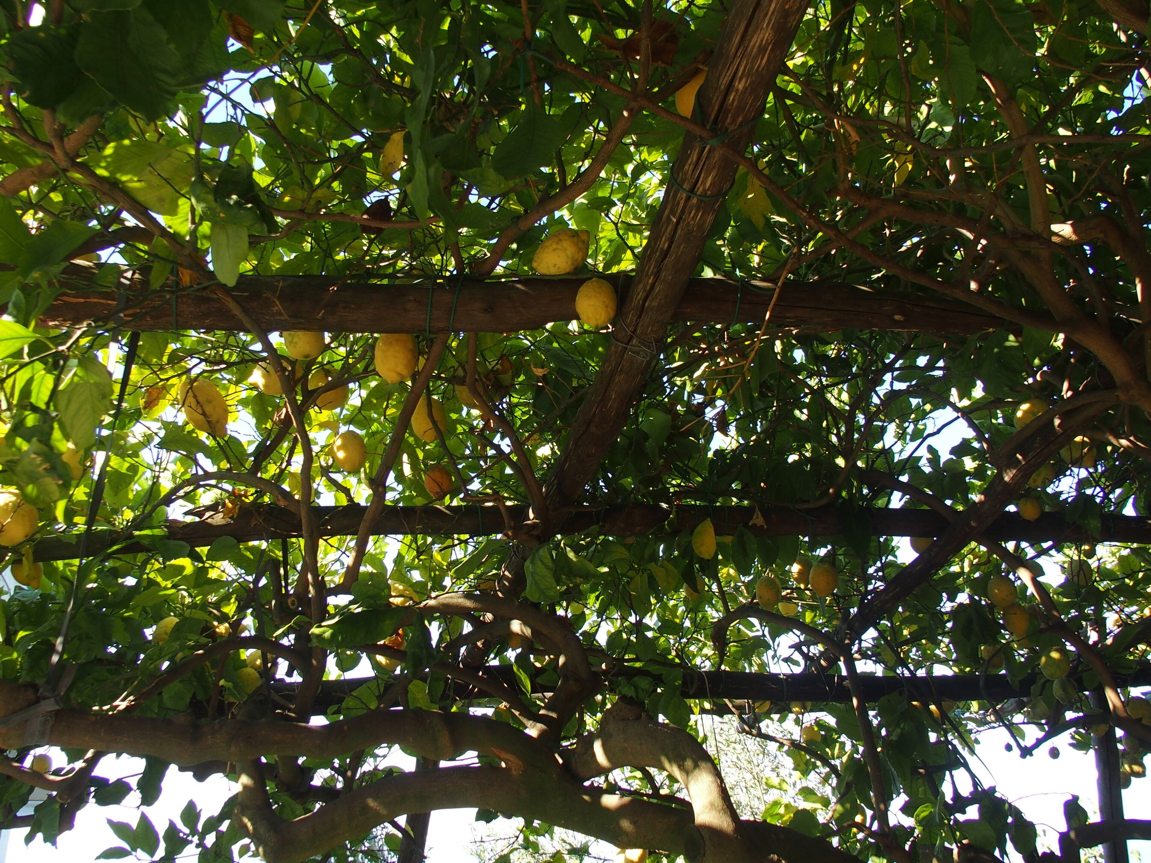 Un árbol con limones colgando de sus ramas.