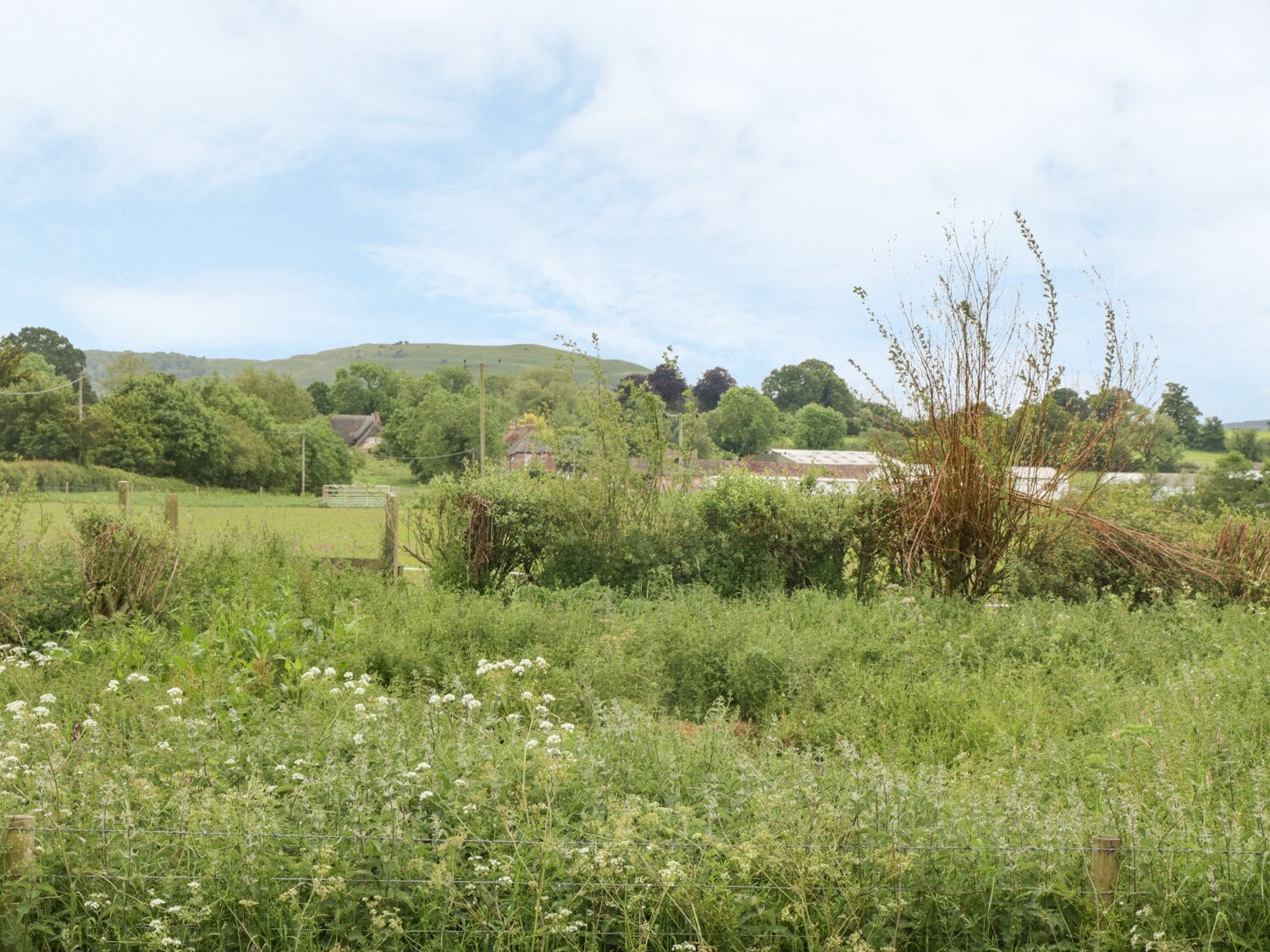 A rural landscape with a field of wildflowers, a fence, and houses in the background.
