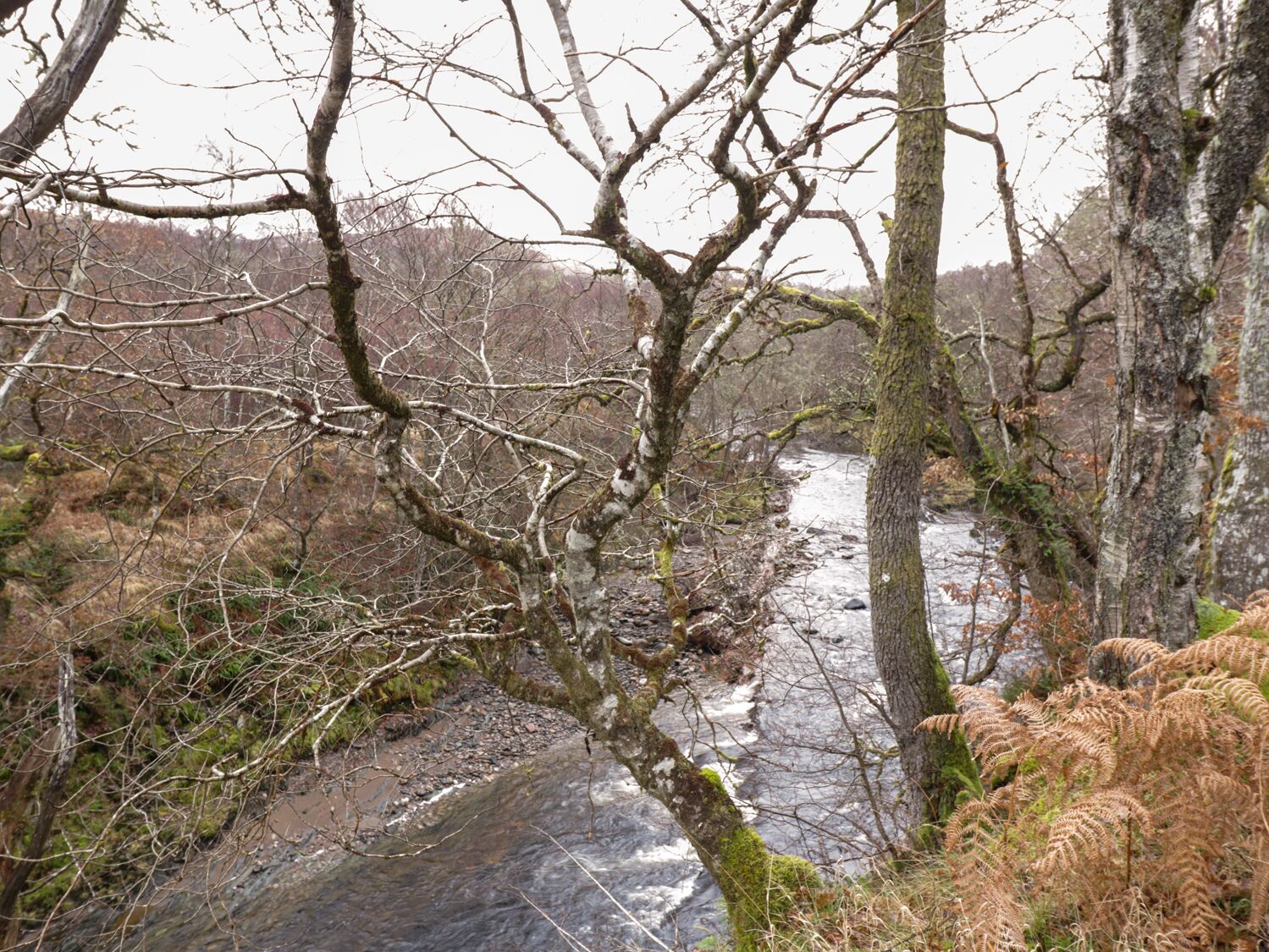 Une rivière qui traverse une zone boisée où les arbres sont dégarnis et où l'on trouve des fougères.