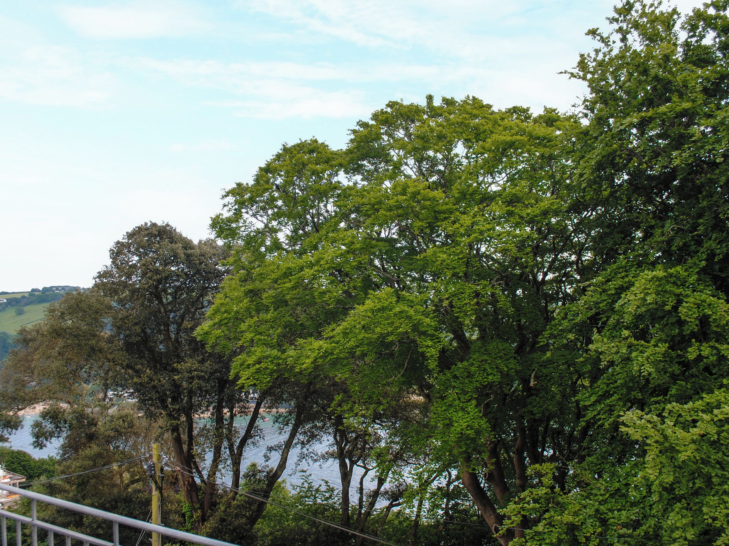 A coastal landscape with dense green foliage and a view of the sea.