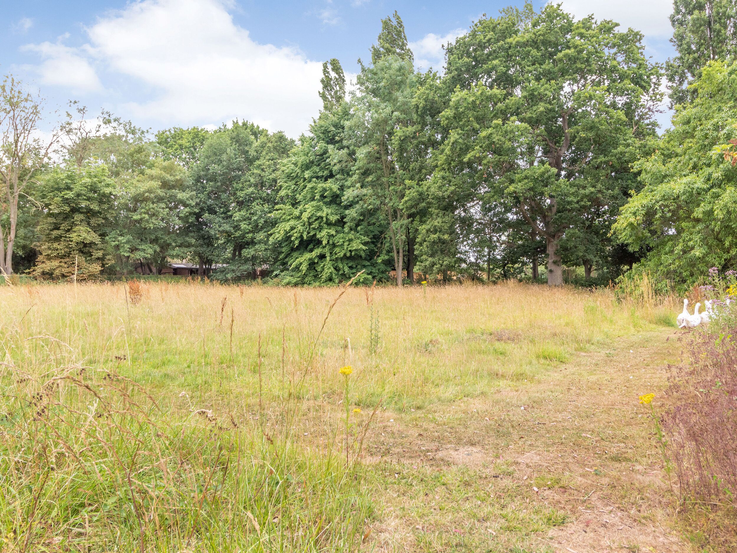 A grassy field with trees and a path.