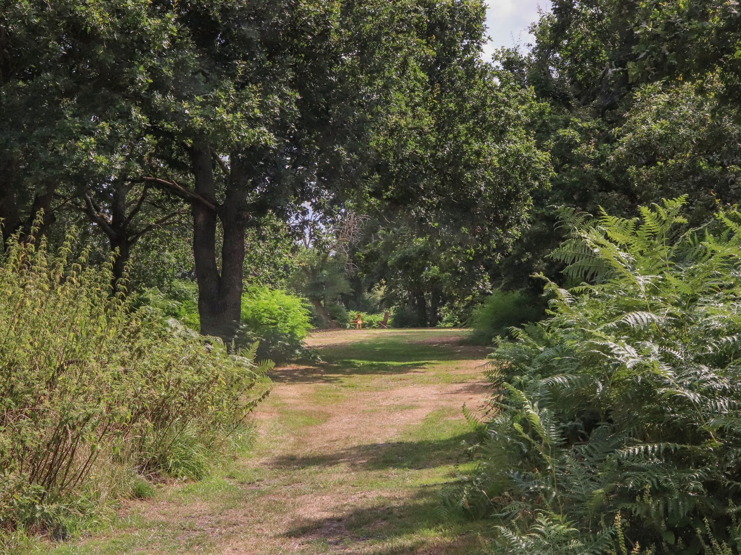 A pathway through a park with dense trees and ferns.