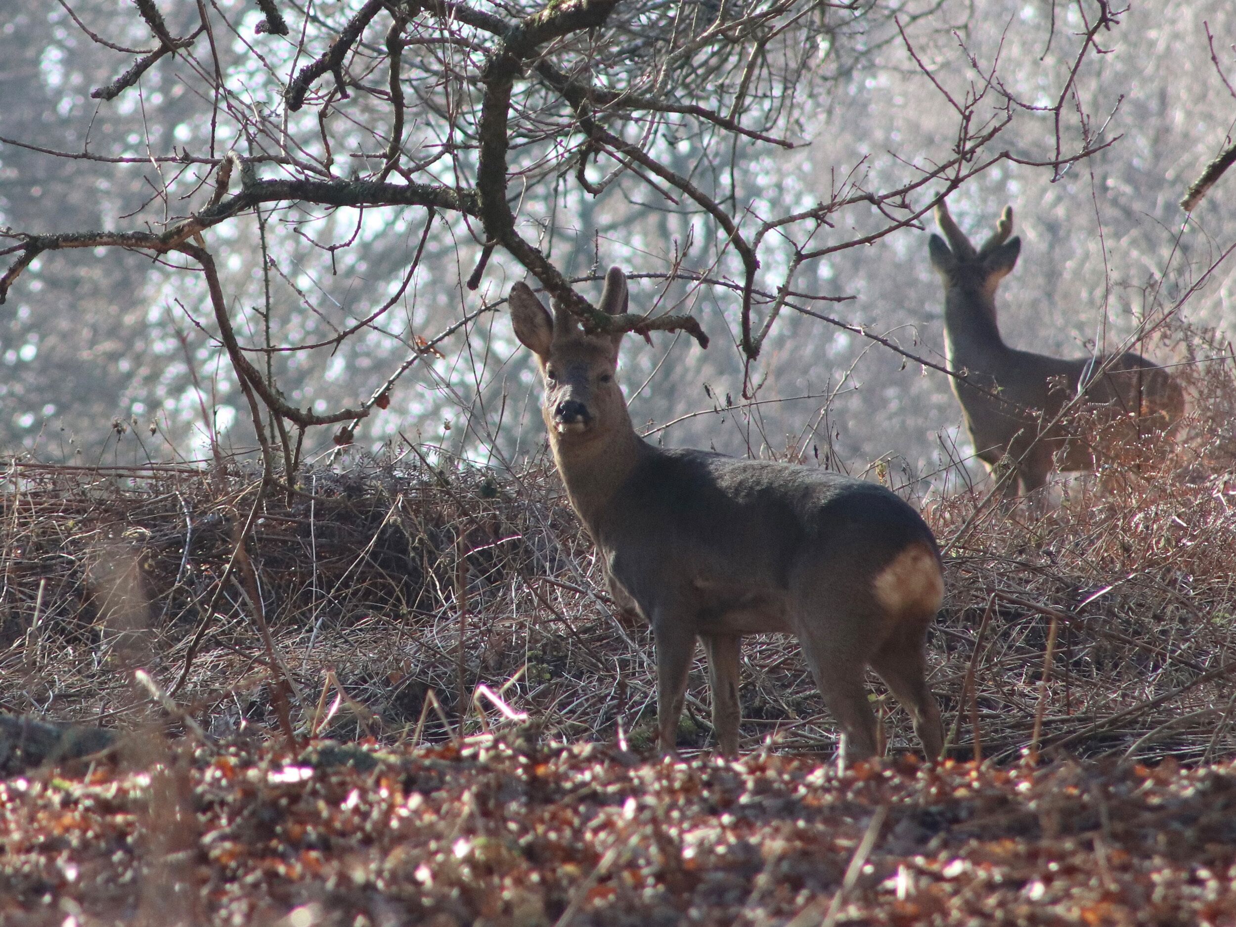 A deer in a natural setting with sparse vegetation and branches.