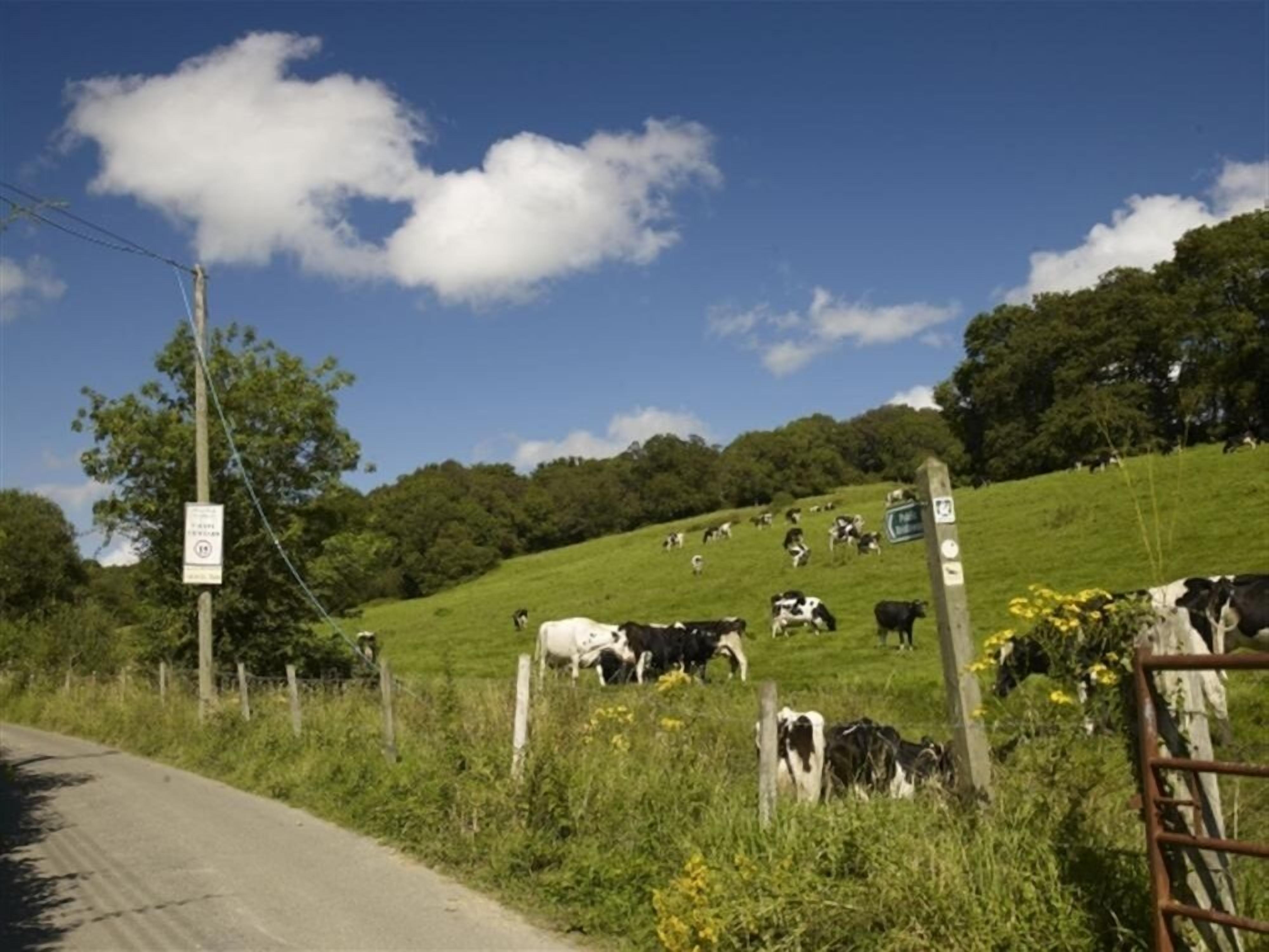 Un camino rural con una cerca y vacas pastando en una ladera.