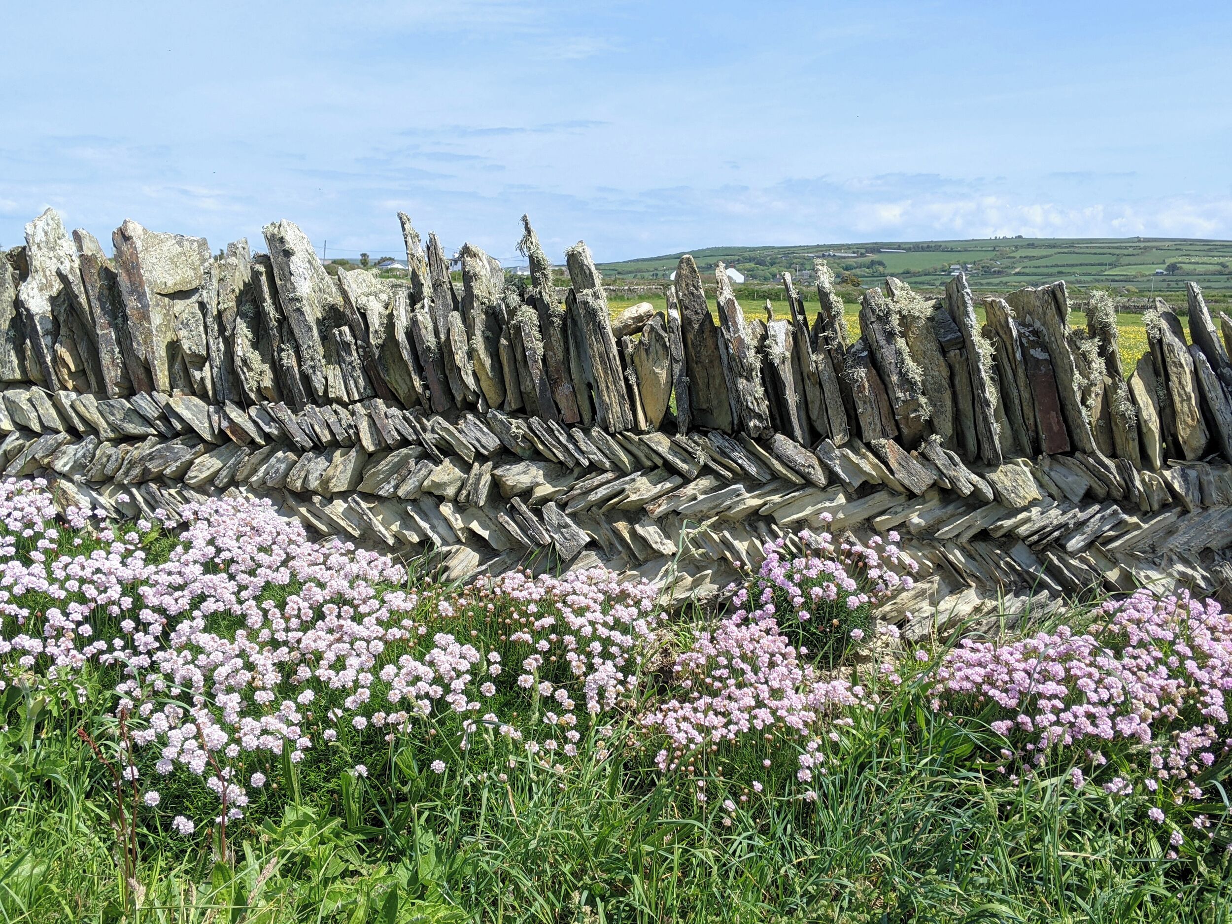 A stone wall with a field of pink flowers in front.