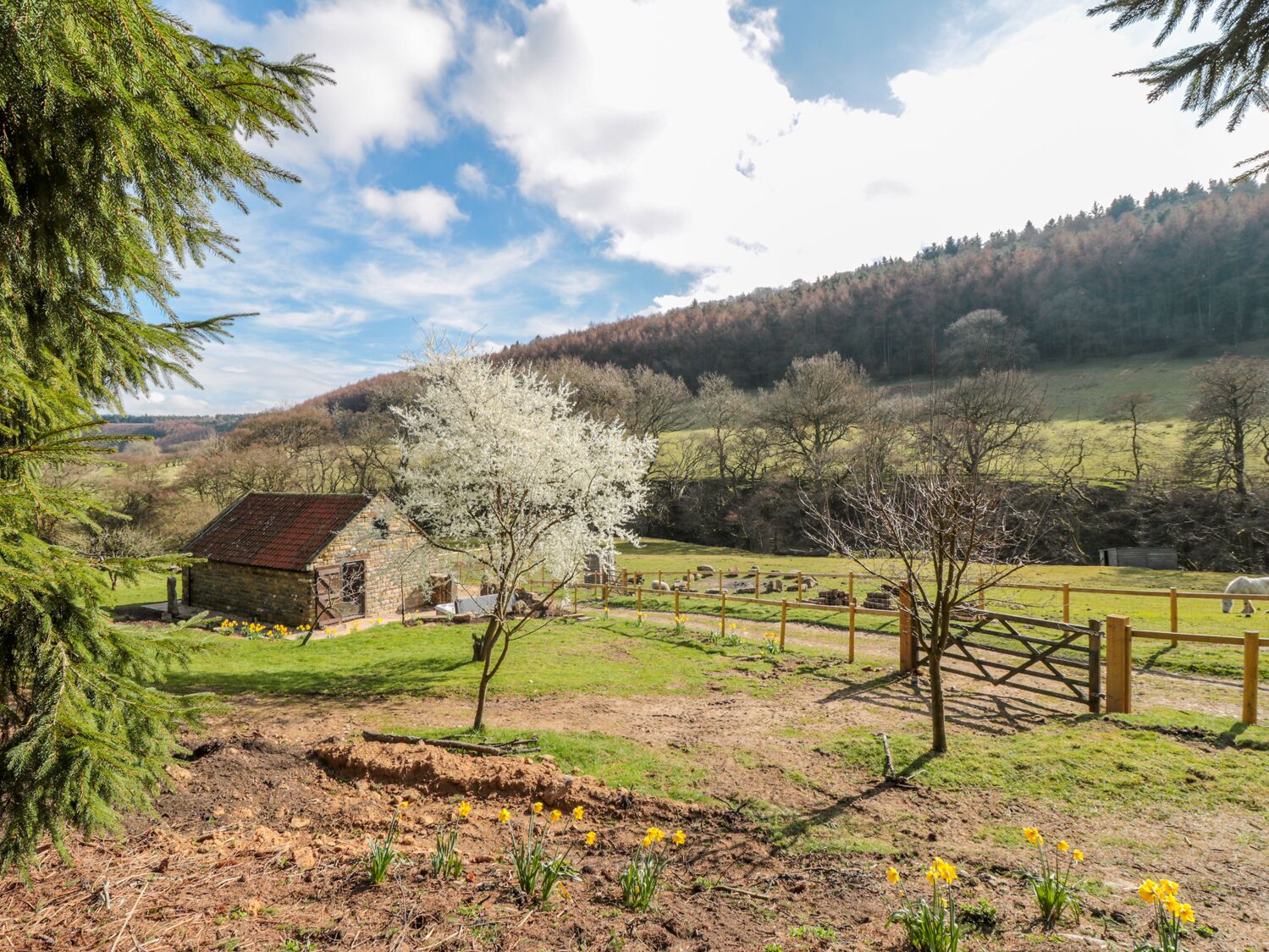 Un paisaje rural con una casa de piedra, una zona cercada y un árbol con flores blancas.