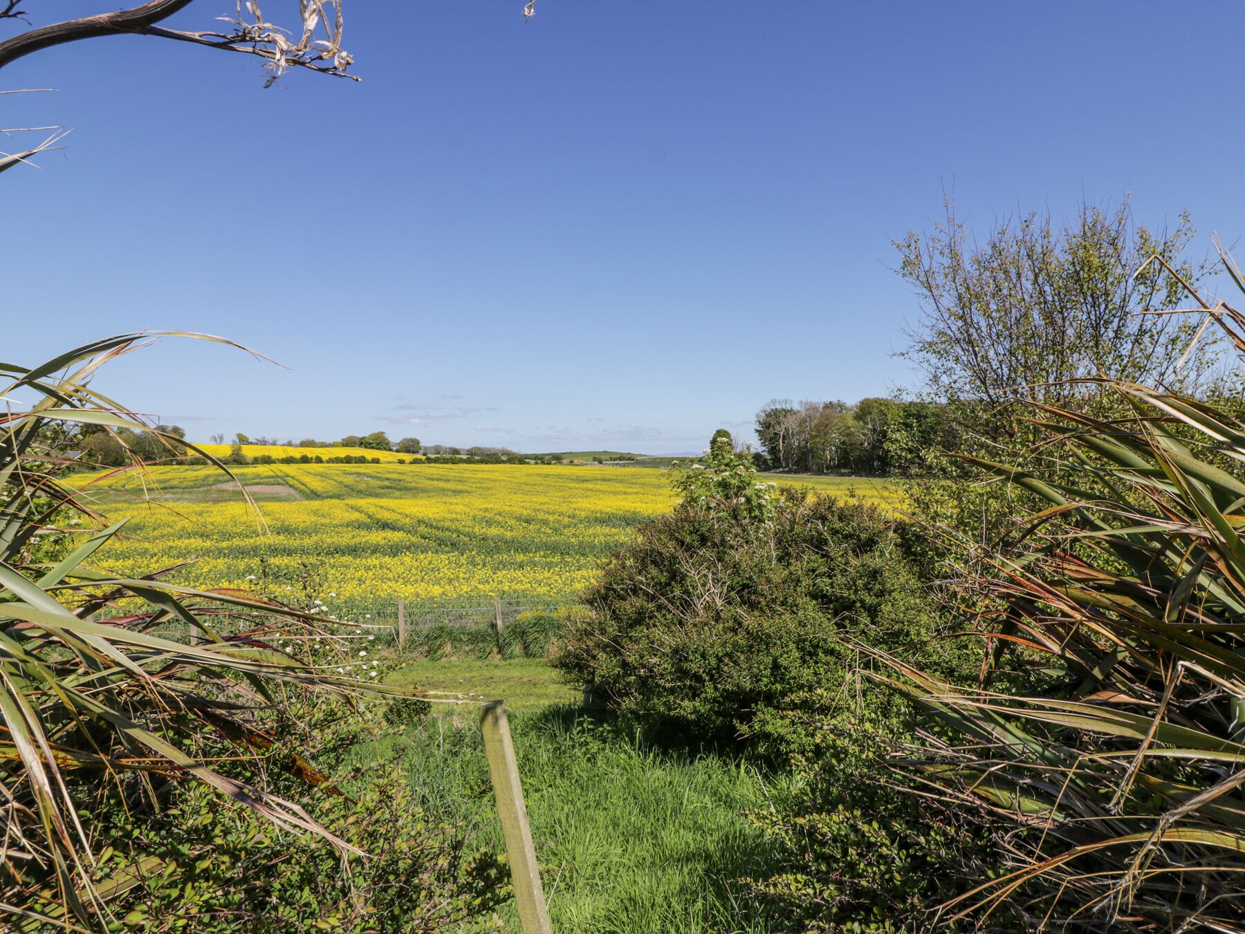 Een landelijk landschap met een veld vol gele bloemen, groene begroeiing en een helderblauwe lucht.