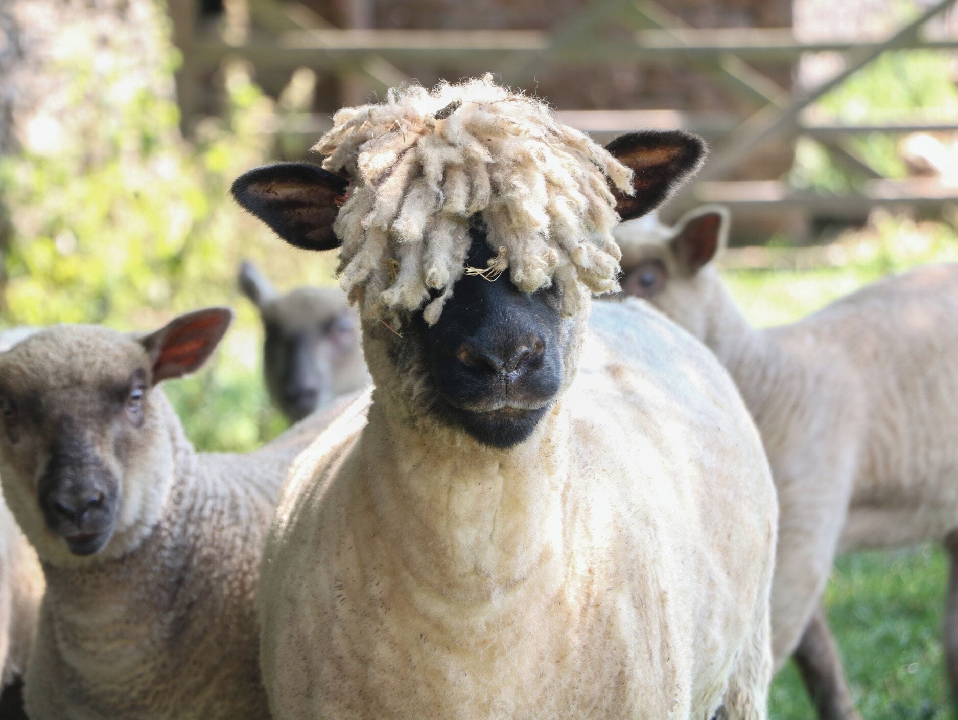 Een groep schapen met dikke wollen vachten in een omheind gebied.