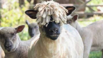 Een groep schapen met dikke wollen vachten in een omheind gebied.