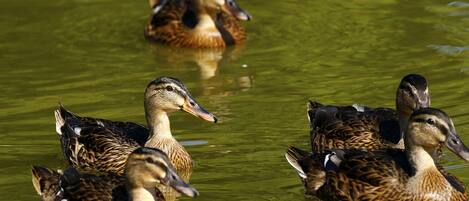 Un grupo de patos nadando en un cuerpo de agua.