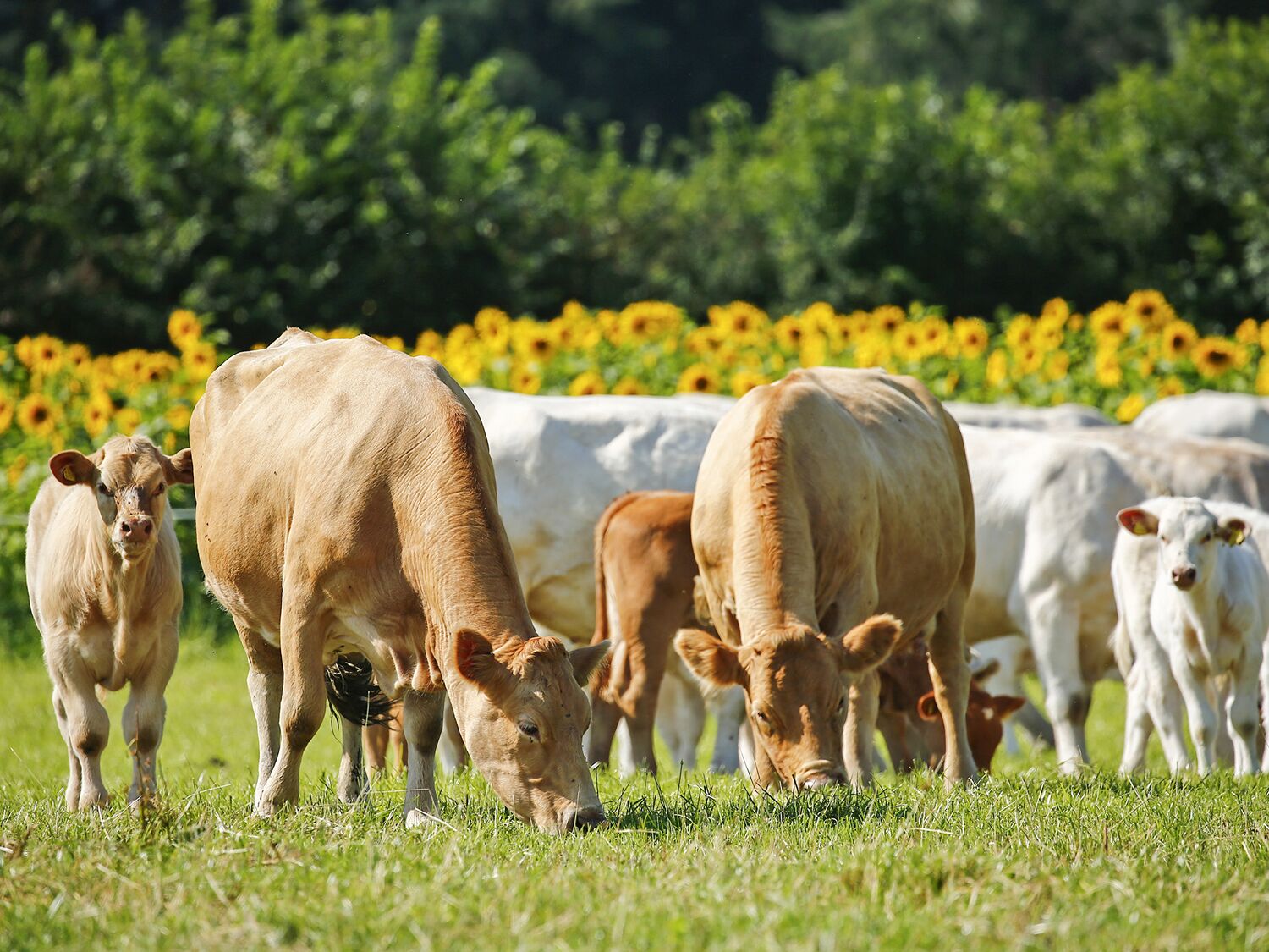 A field of cows grazing with a backdrop of sunflowers and trees.