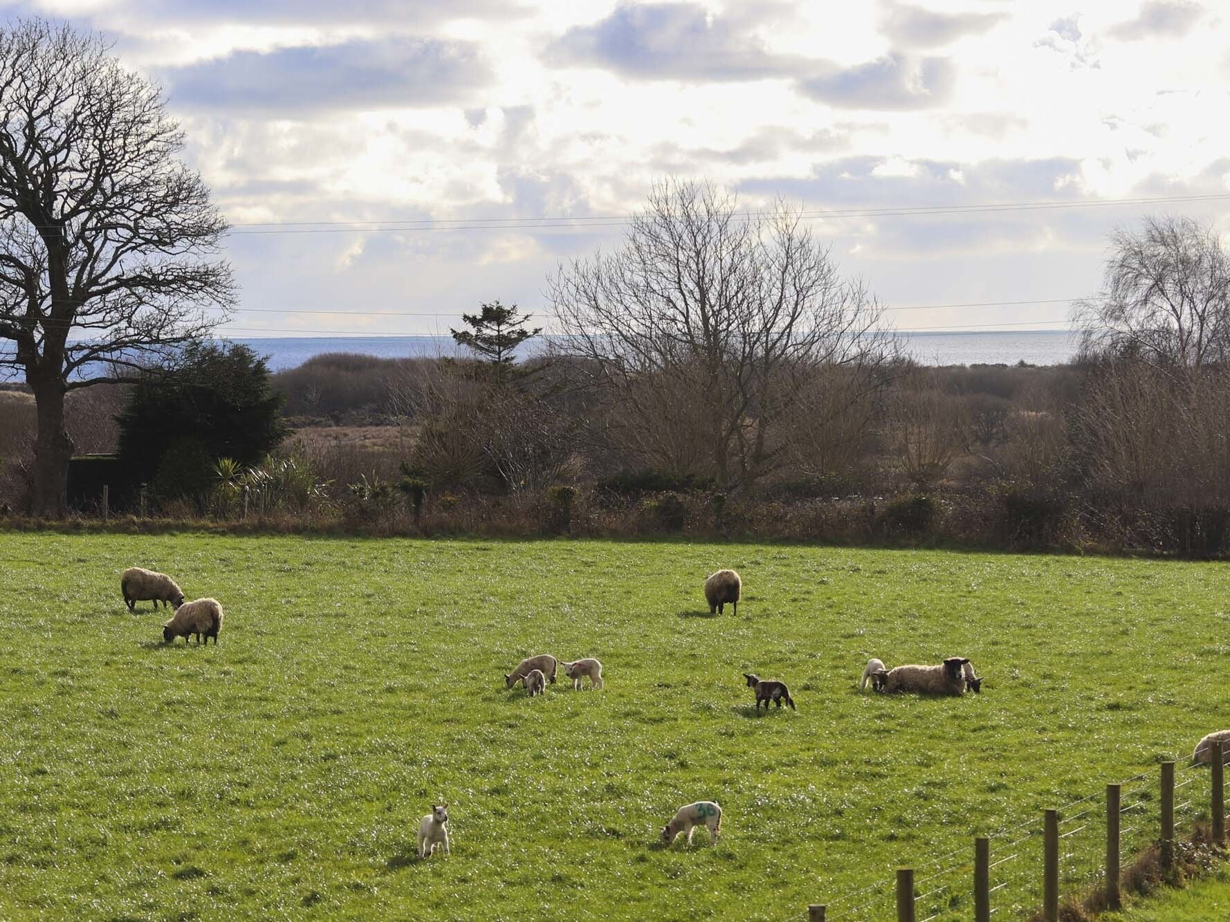A grassy field with several sheep grazing.