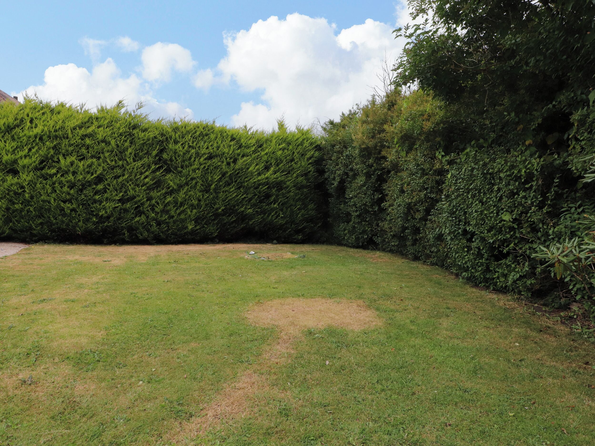 Eine grüne Rasenfläche mit einer dichten Hecke und blauem Himmel.