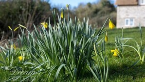 Une zone herbeuse parsemée de jonquilles, avec un bâtiment en pierre en arrière-plan.
