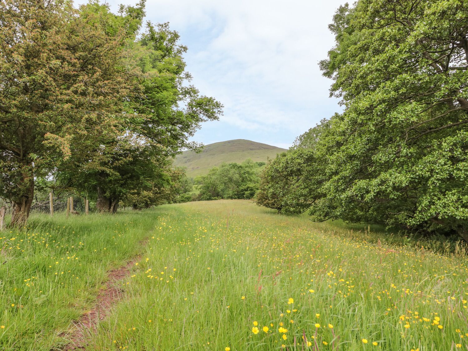A pathway through a grassy field with yellow flowers, flanked by trees and a hill in the background.