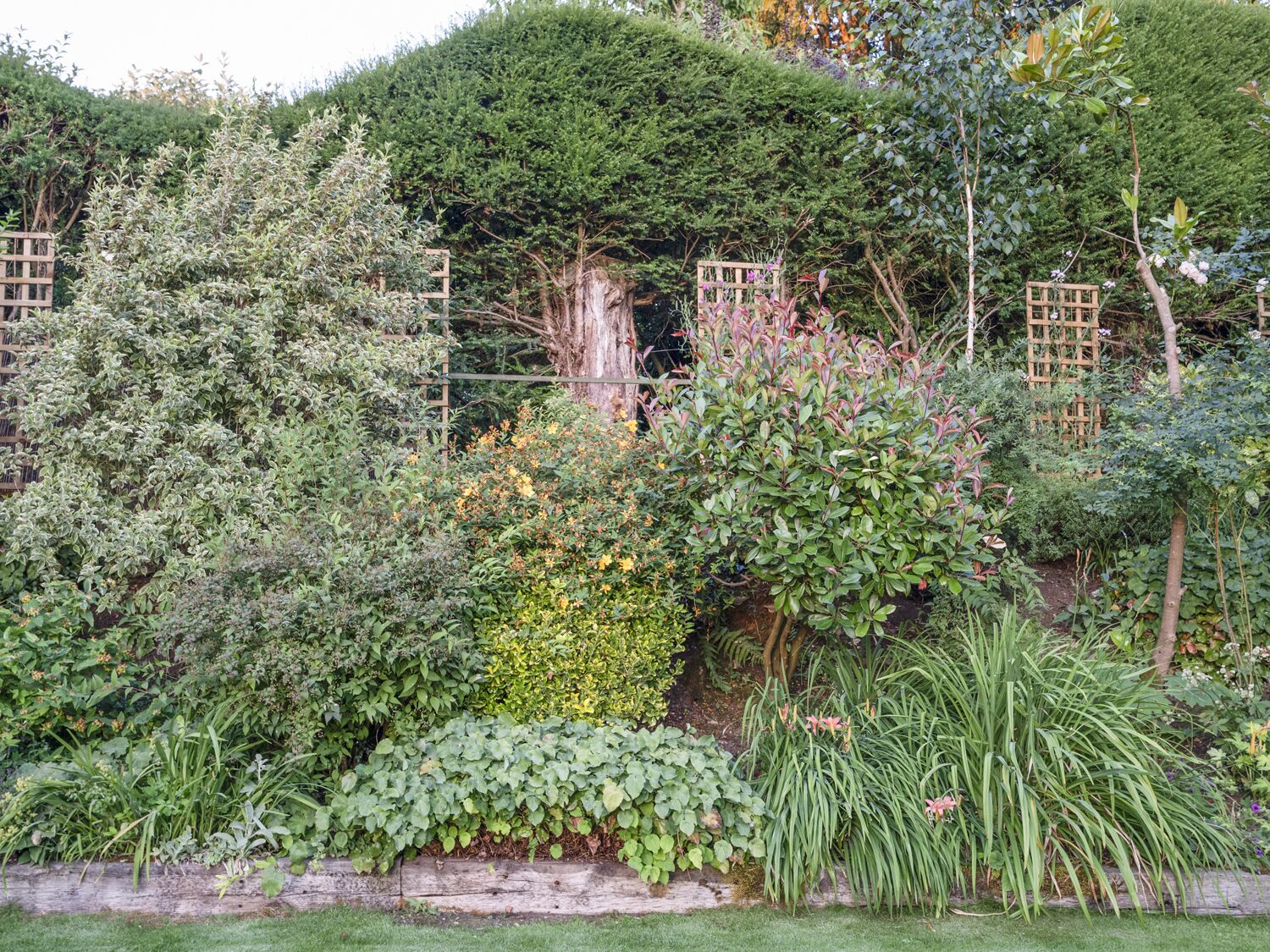 A garden with various plants and a wooden fence.