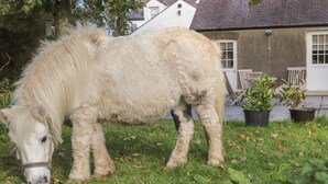 Ein weißes Pferd grast auf einer Wiese, im Hintergrund ein Haus.