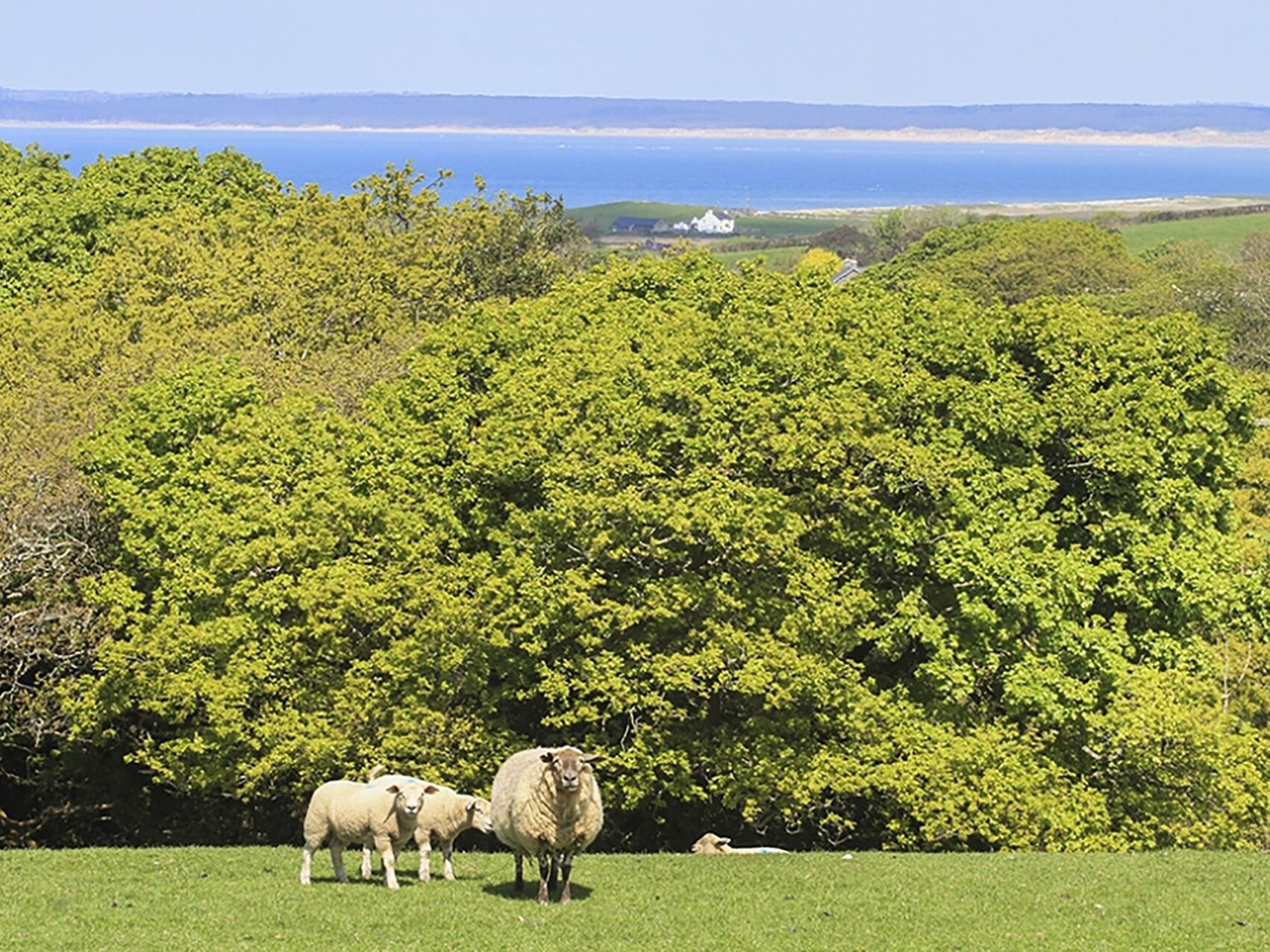 A grassy field with a dense tree line and a distant view of the sea.
