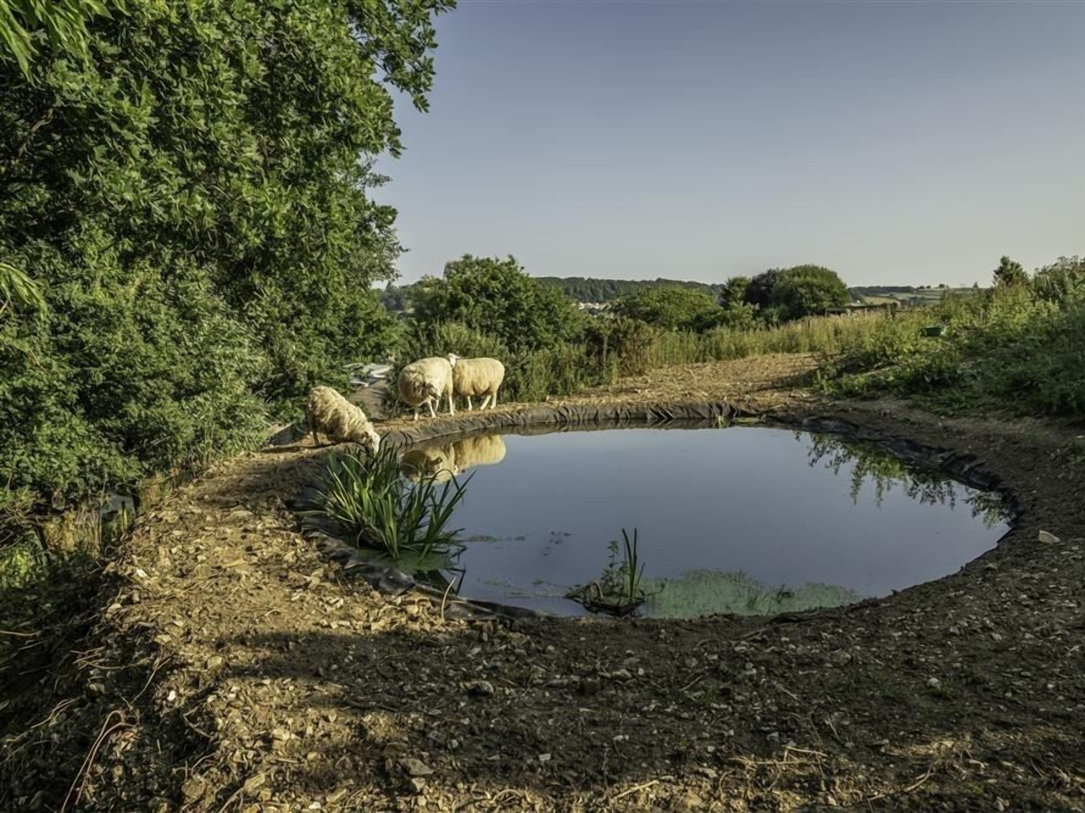 A rural landscape with a pond, trees, and grazing sheep.