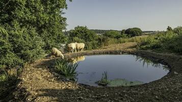 A rural landscape with a pond, trees, and grazing sheep.