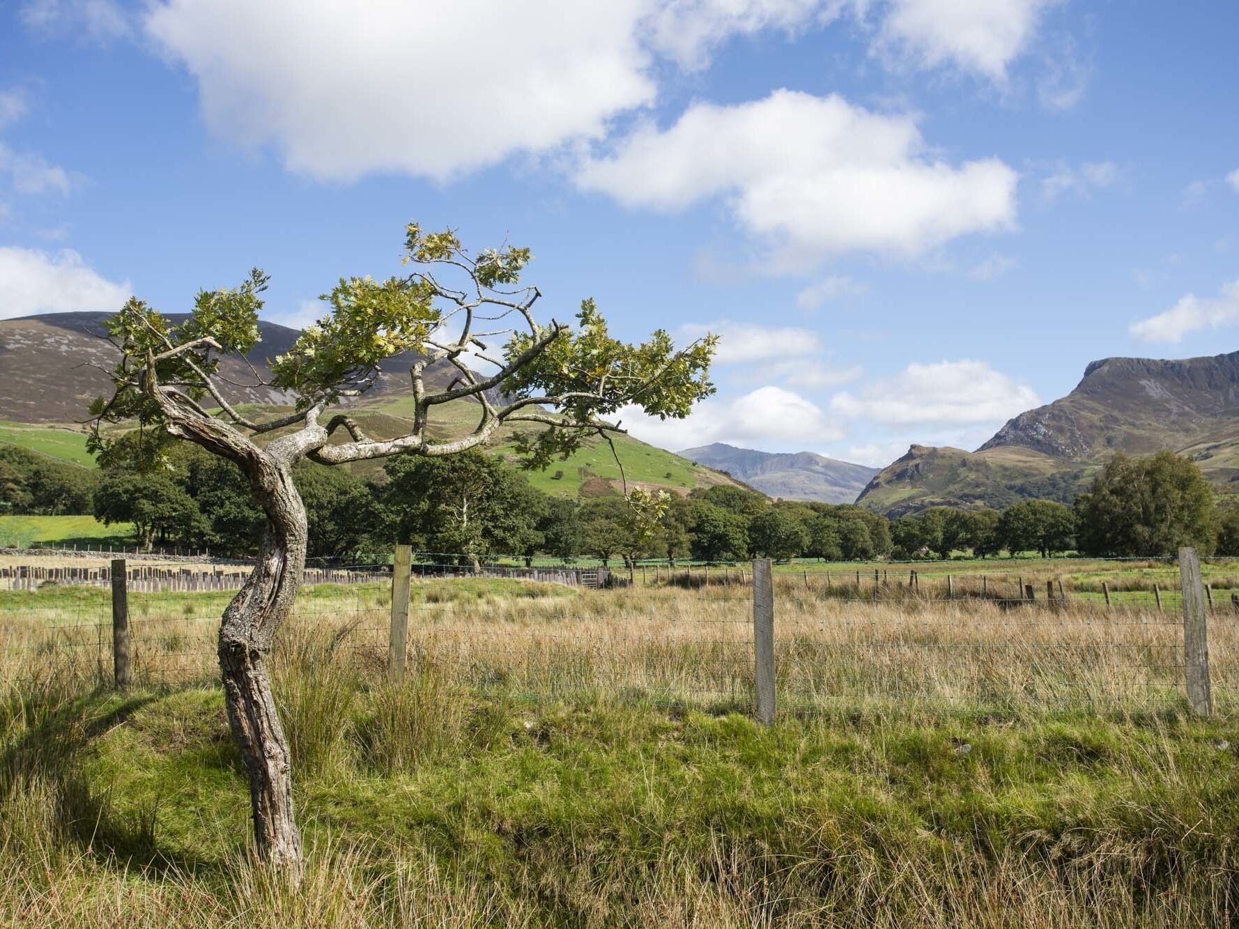 A landscape with a prominent tree in the foreground, a grassy field, and distant mountains under a clear sky.