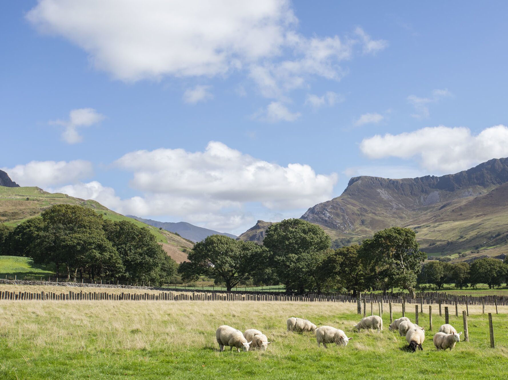 A rural landscape with sheep grazing in a fenced field, surrounded by hills and trees under a clear sky.